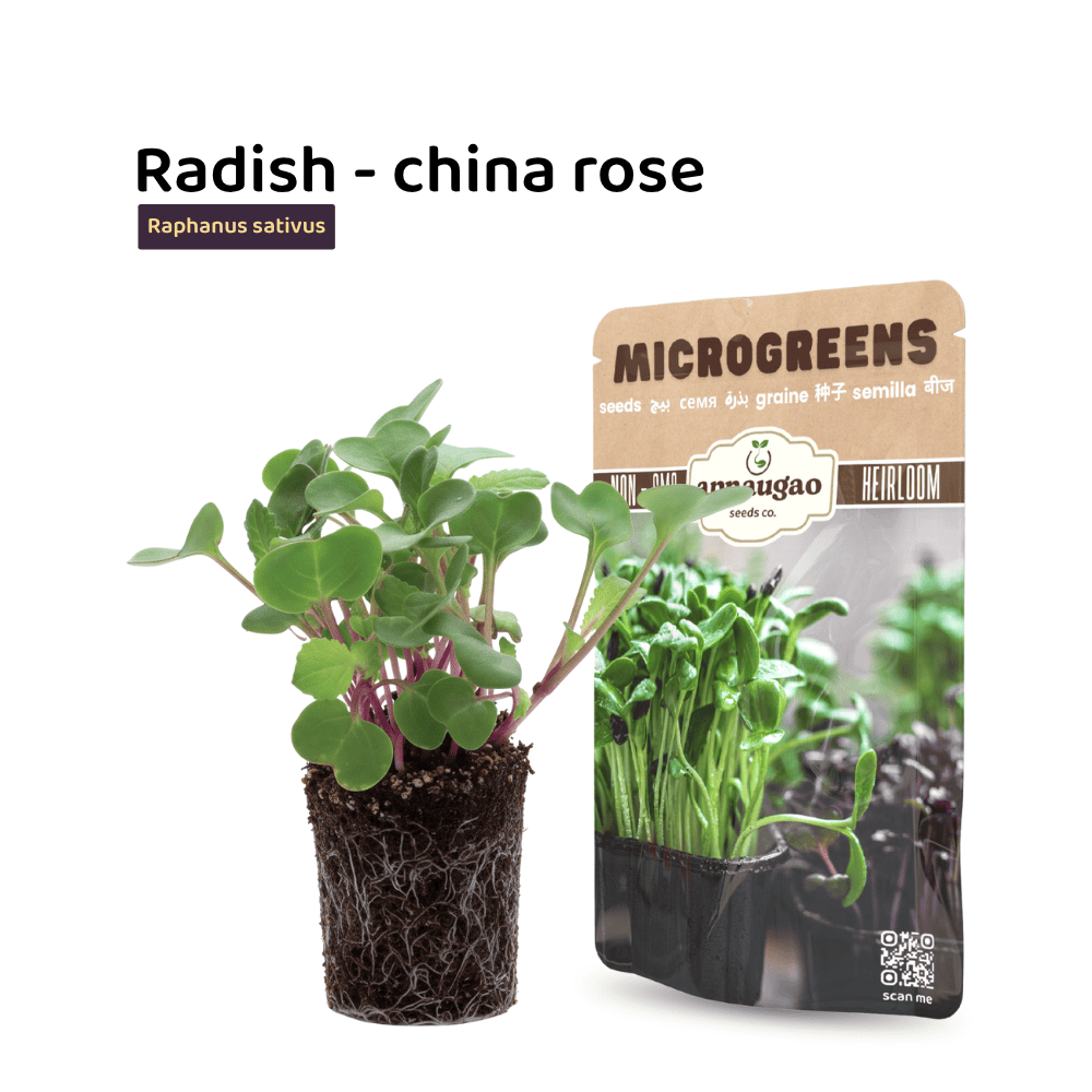 Radish Microgreens Seeds – Spicy, Crisp & Fast-Growing