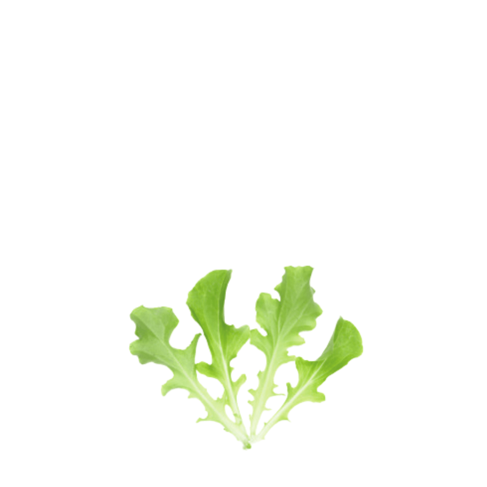 Organic Lettuce Green Salad Bowl – Baby Leaf Seeds