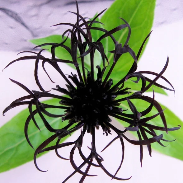 Centaurea Black Sprite