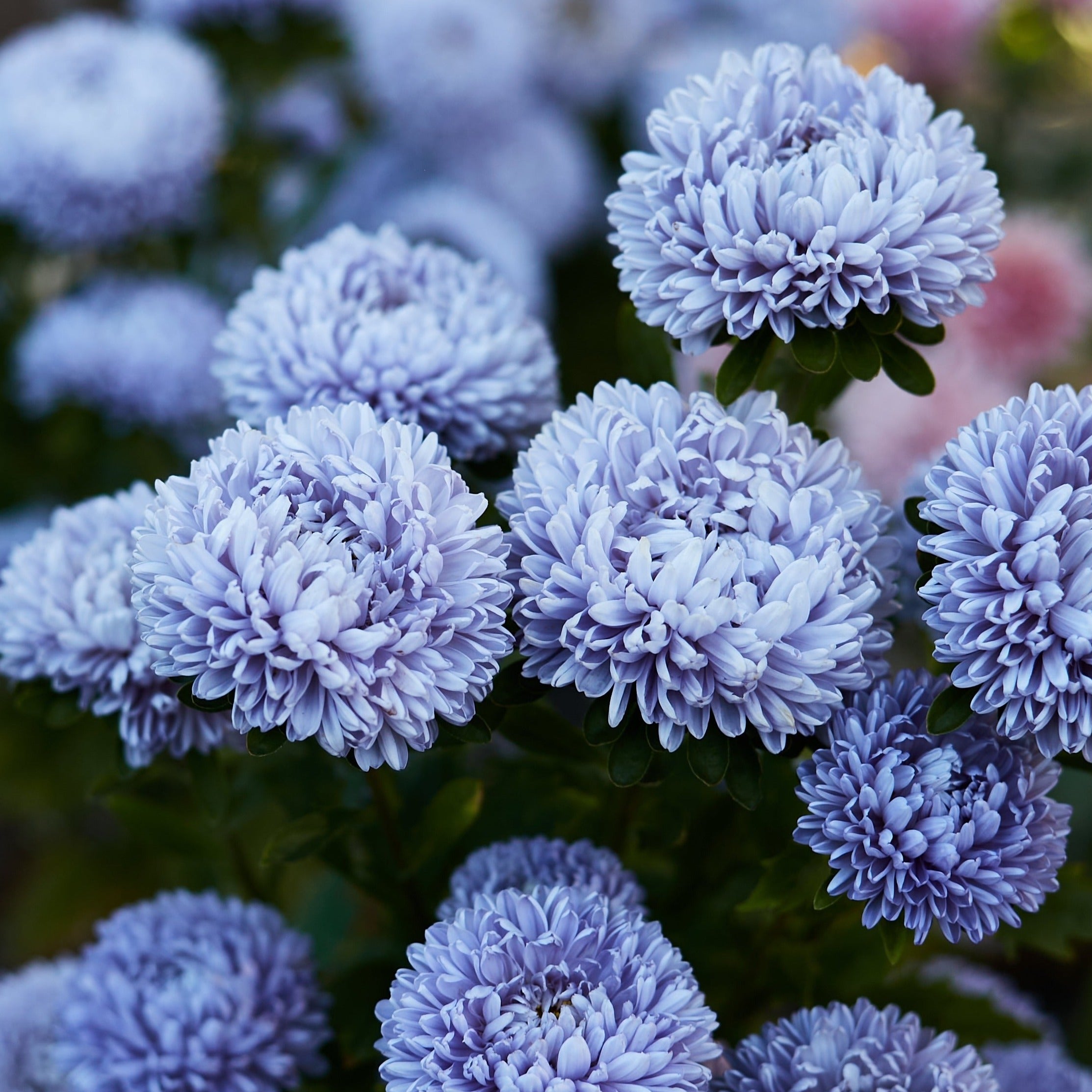 Aster Lady Coral Lavender China Flower | X 50 Seeds