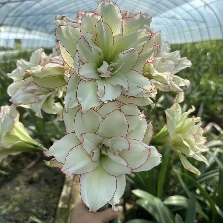 🏠🌈Create your own spring garden-Amaryllis bulbs💚.