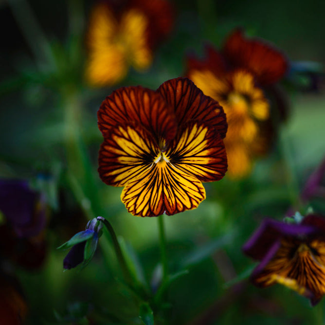 Viola Tiger Eye Red Flower | X 30 Seeds