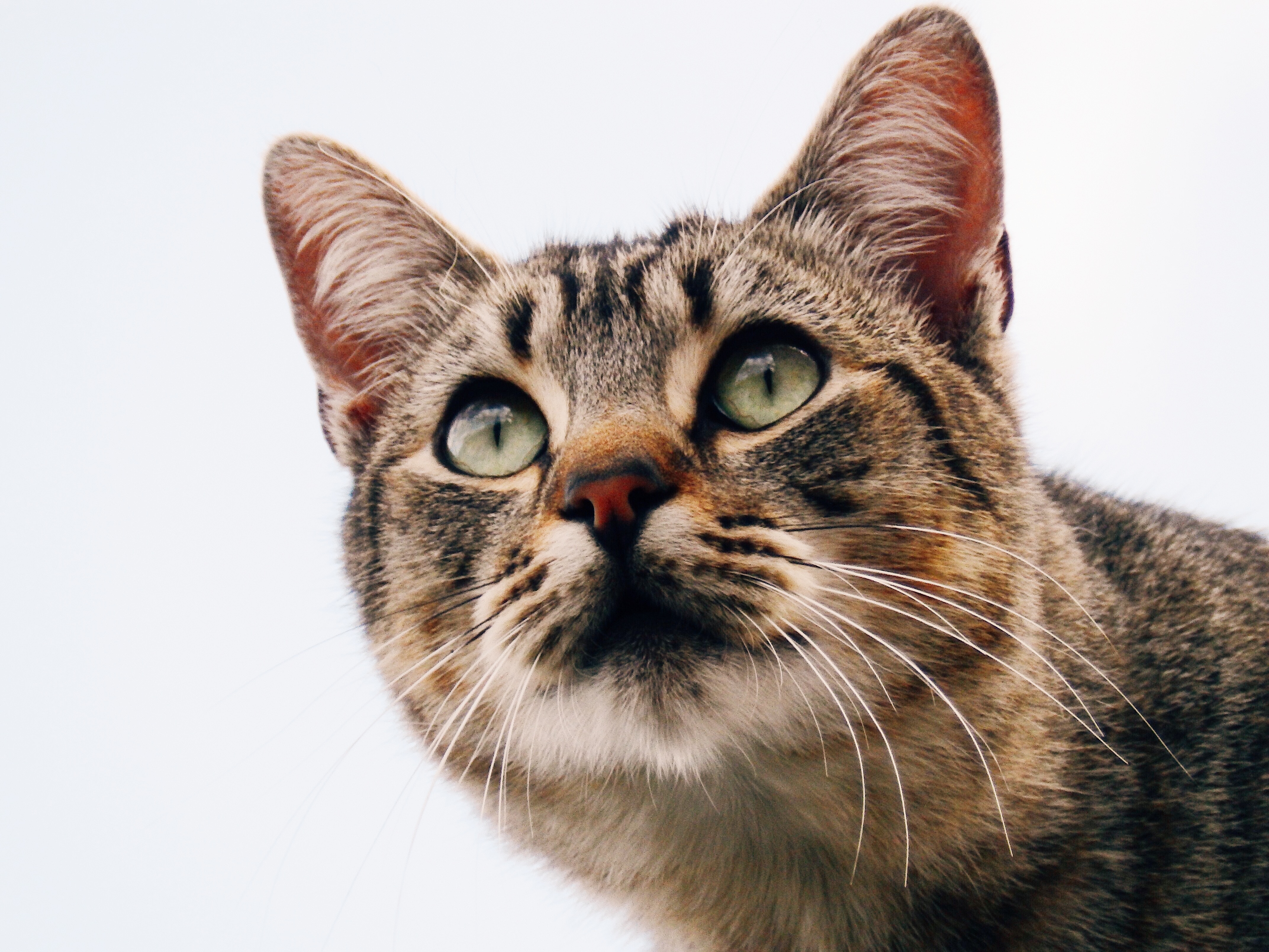 Cat supplies