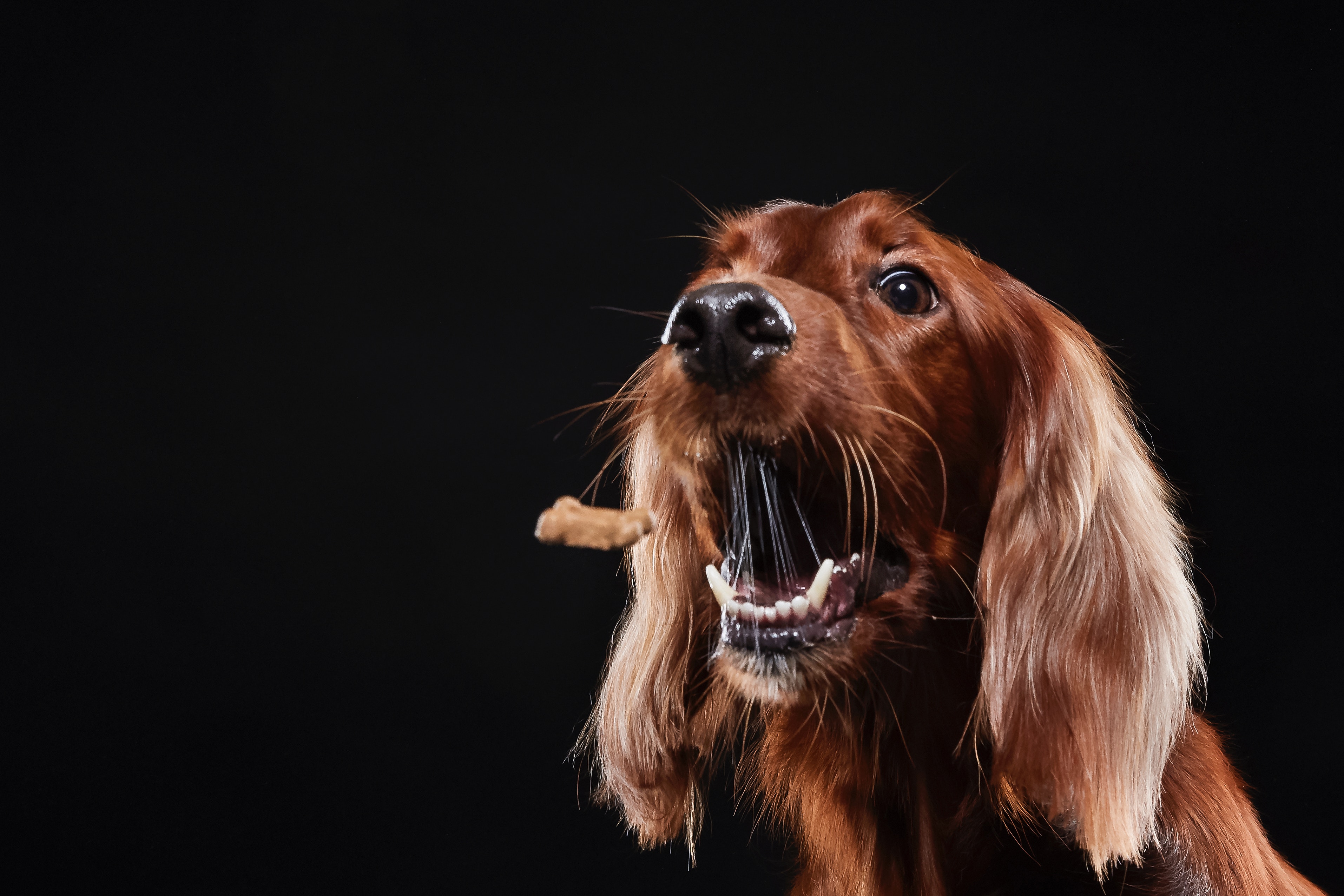 Premium Pet Care Products for Dogs & Cats