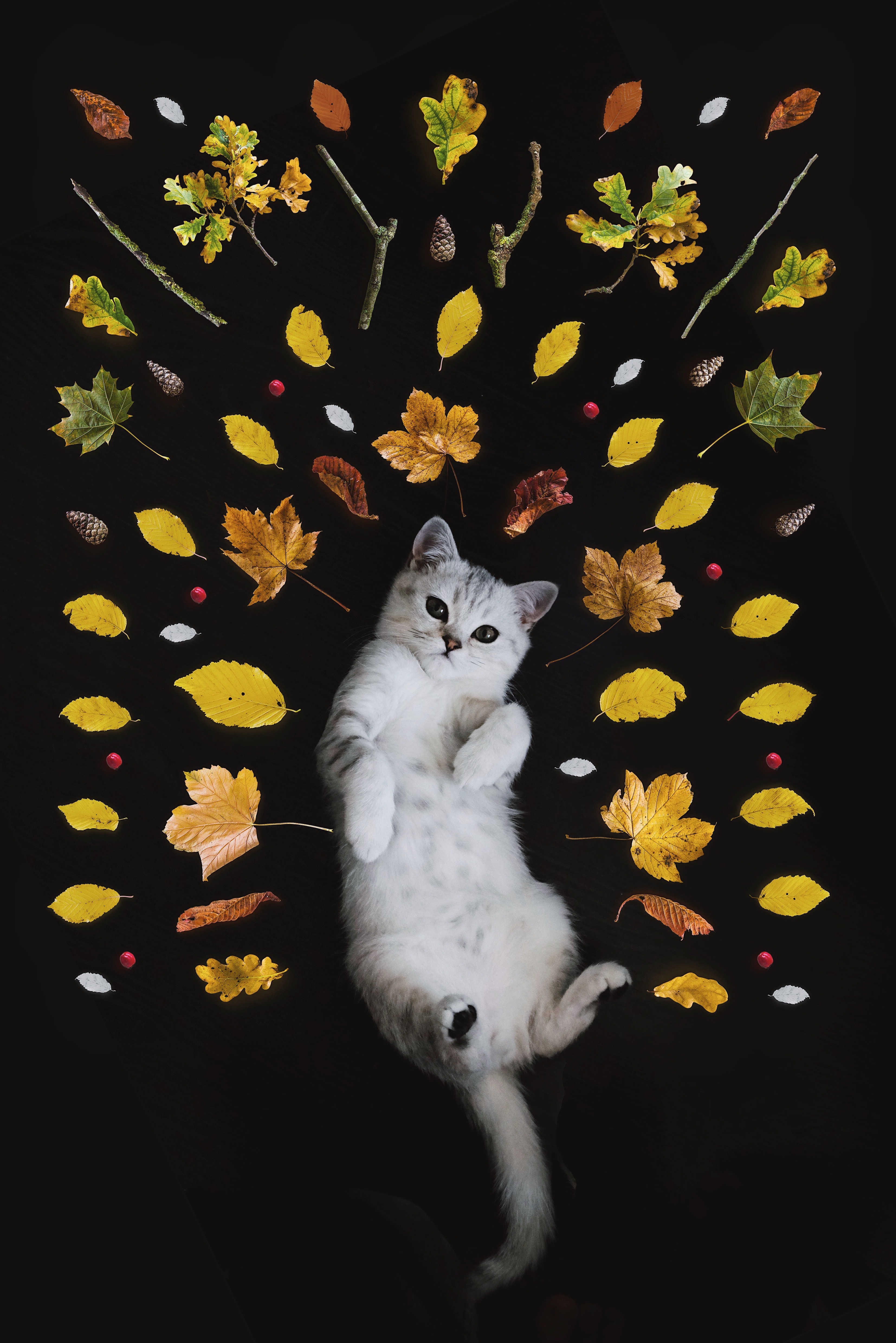 Cat toys