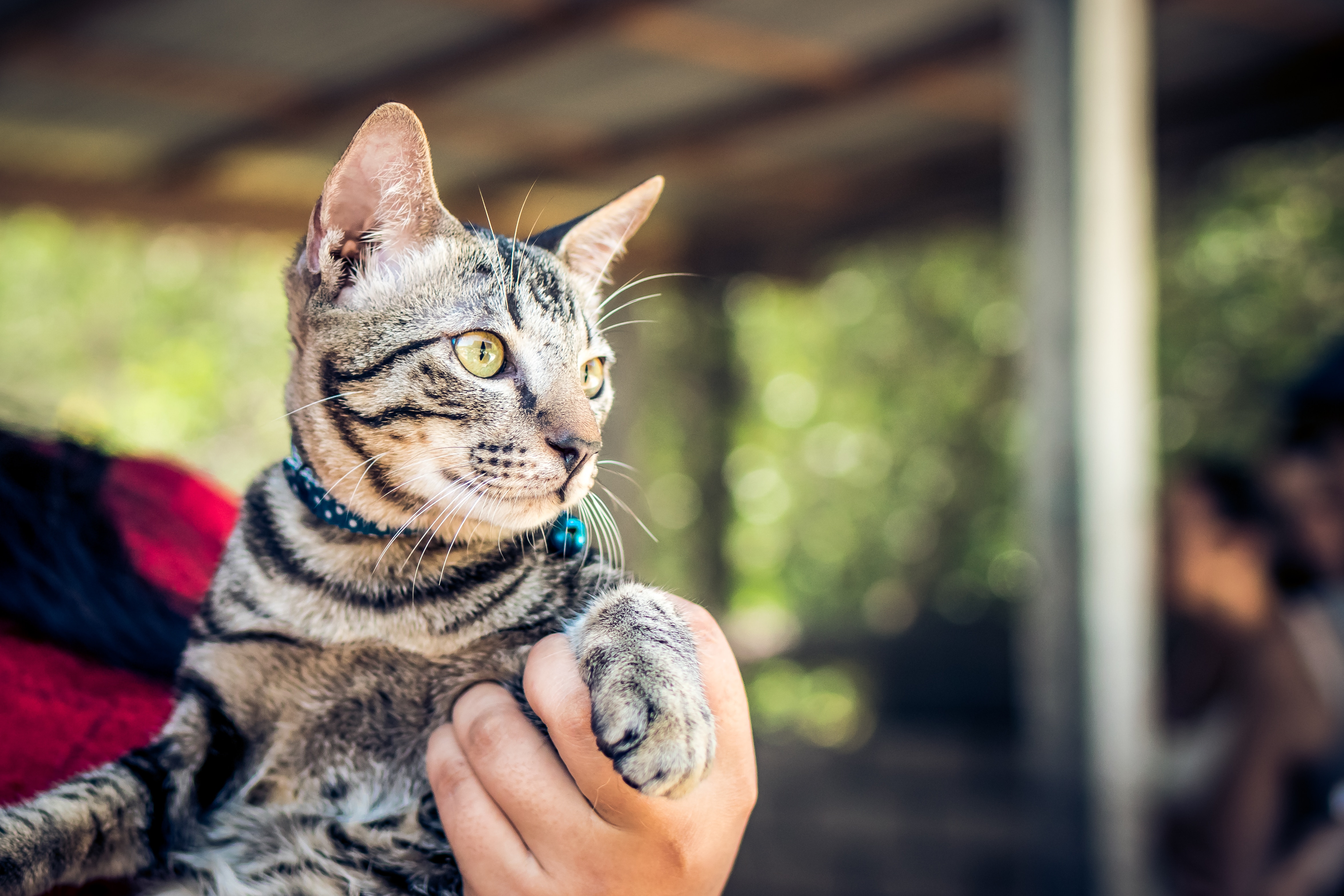 Tactical Cat Harness: 5 Best Durable Options for Outdoor Training Cats