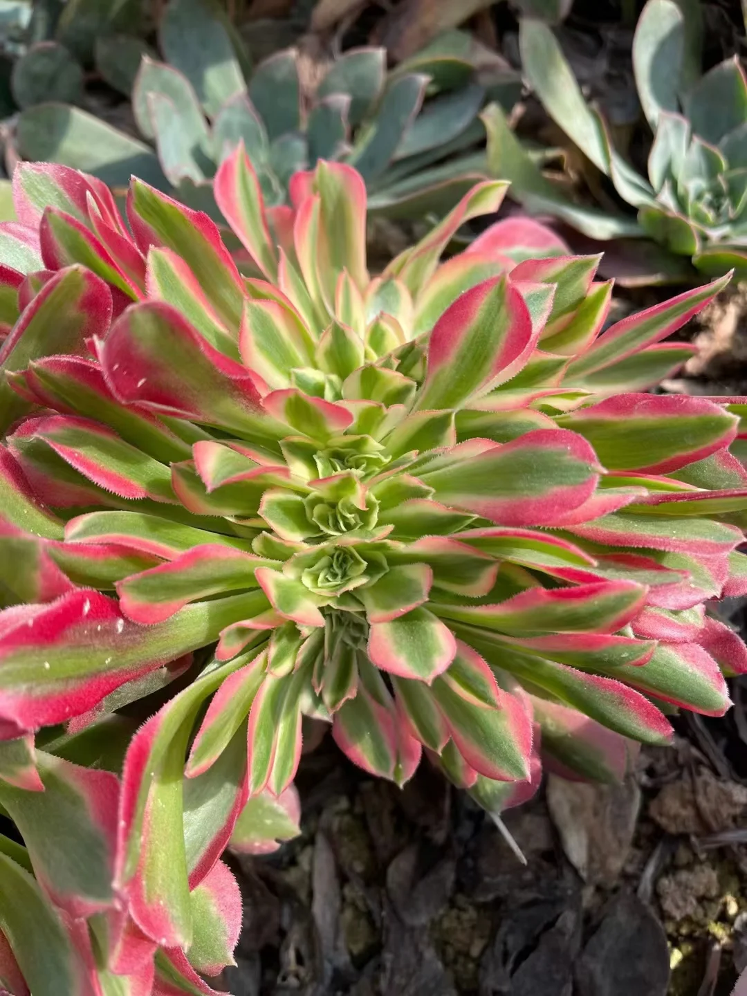 plant Aeonium Echeveria Haworthia  Caudex  Lithops Cactus  Agave 