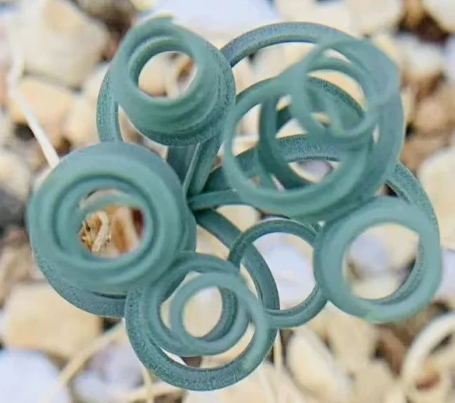 plant Aeonium Echeveria Haworthia  Caudex  Lithops Cactus  Agave 