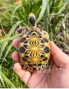 Tortoise Tortoise Model Resin Yada Angoloka Radiated Tortoise Ornaments Landscaping