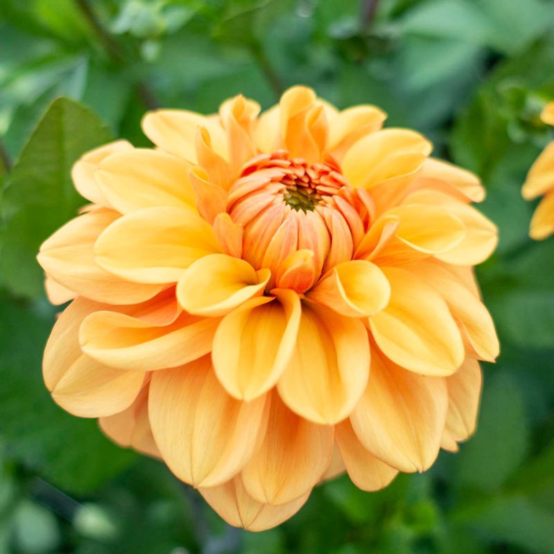 JONY PARK Dahlia ‘Ginger Snap’ Seeds 5.99