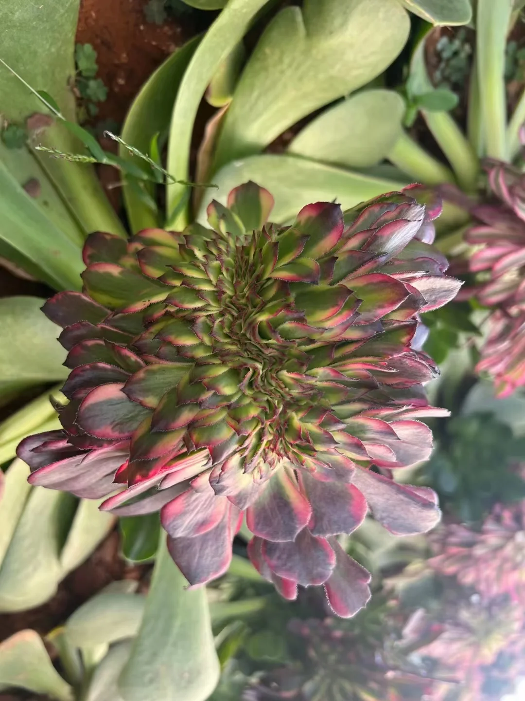 plant Aeonium Echeveria Haworthia  Caudex  Lithops Cactus  Agave 