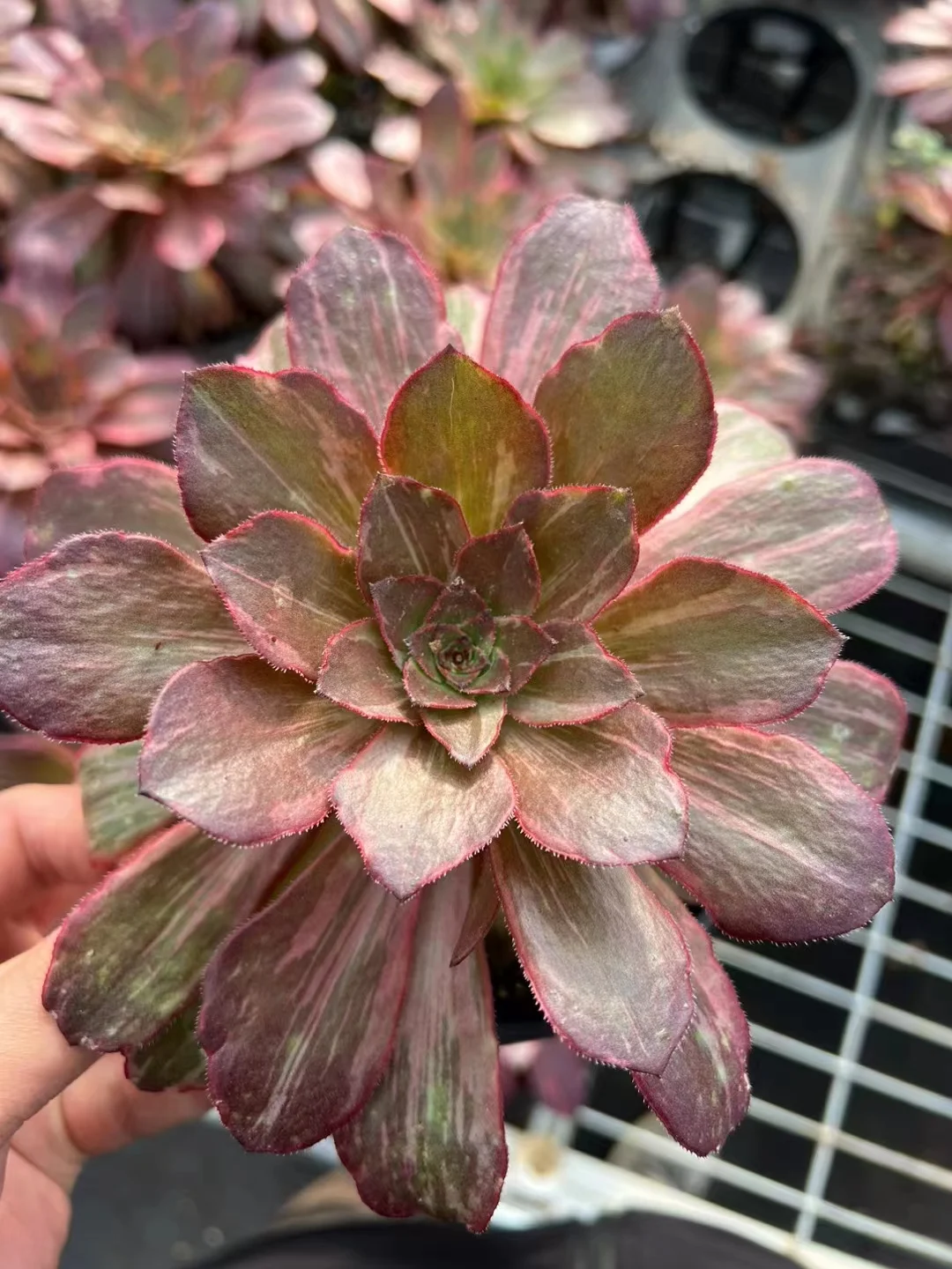 plant Aeonium Echeveria Haworthia  Caudex  Lithops Cactus  Agave 