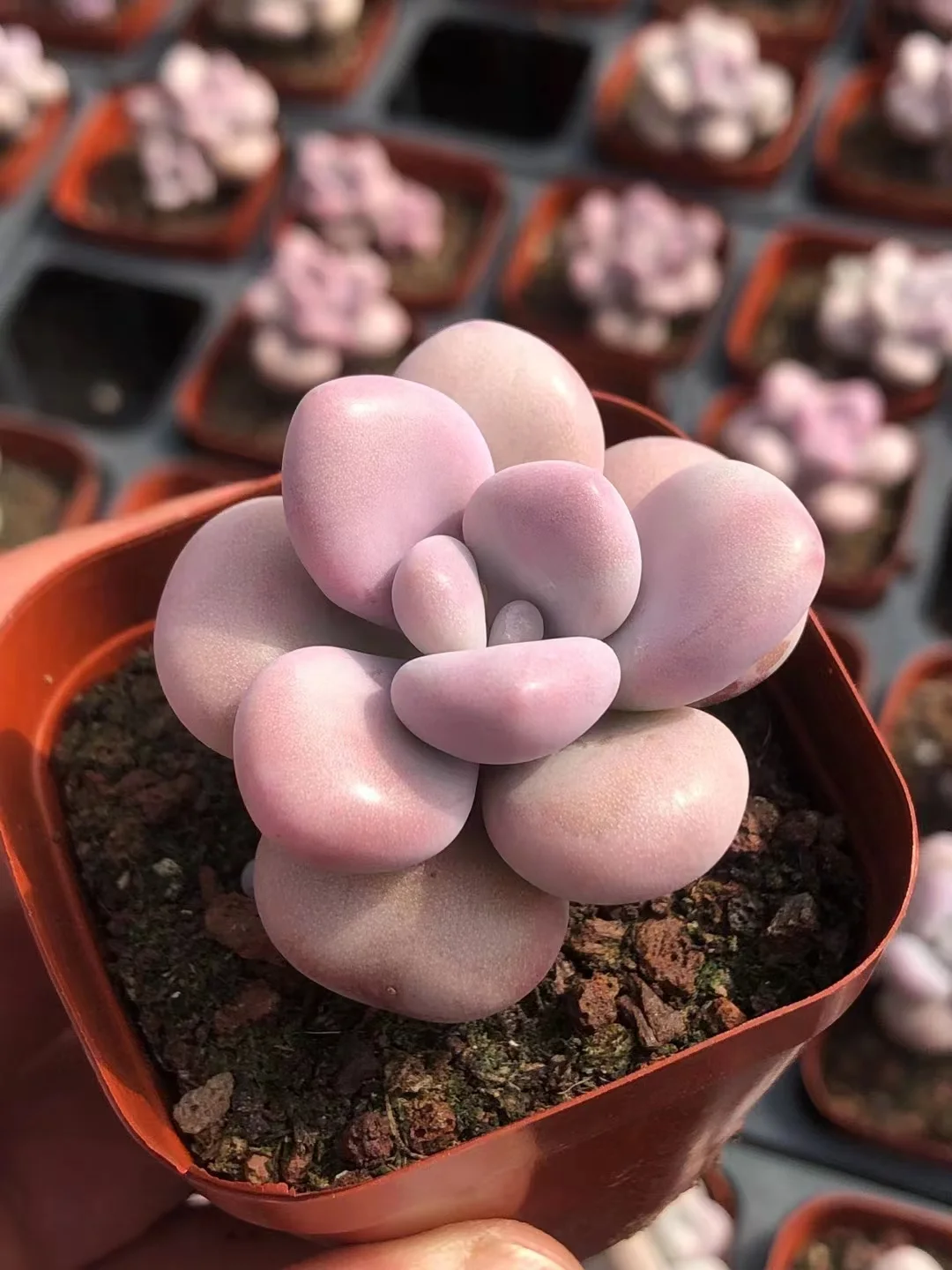 plant Aeonium Echeveria Haworthia  Caudex  Lithops Cactus  Agave 