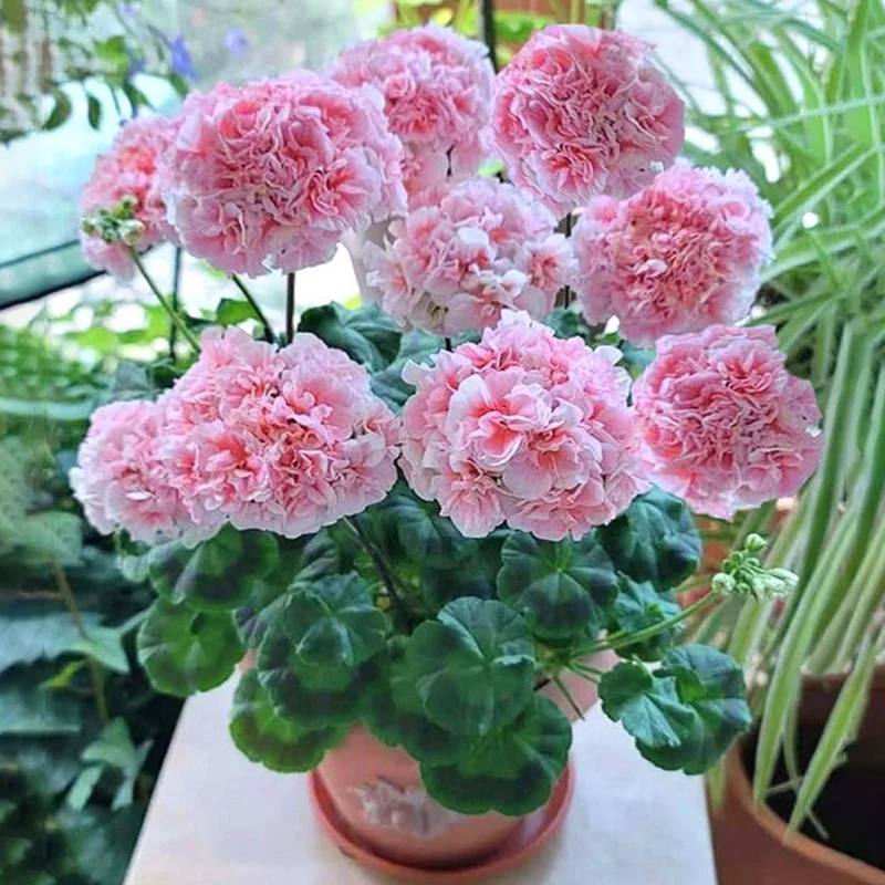 Pink Pooh Geranium