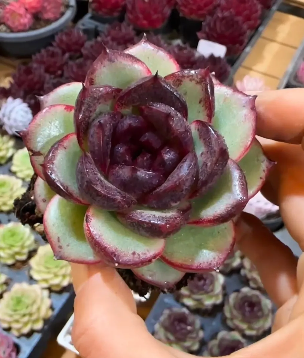 plant Aeonium Echeveria Haworthia  Caudex  Lithops Cactus  Agave 