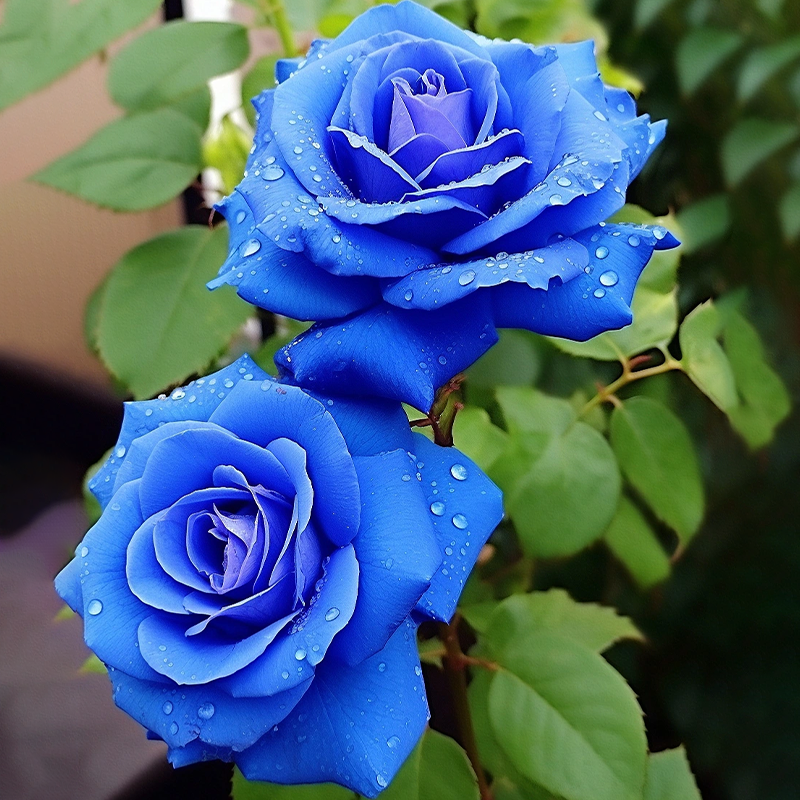 Rare Klein Blue Fairy Rose Seeds