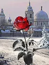 >SALE<5D DIY Full Round Drill Diamond Painting Red Rose Kit Home Decor 30x40cm
