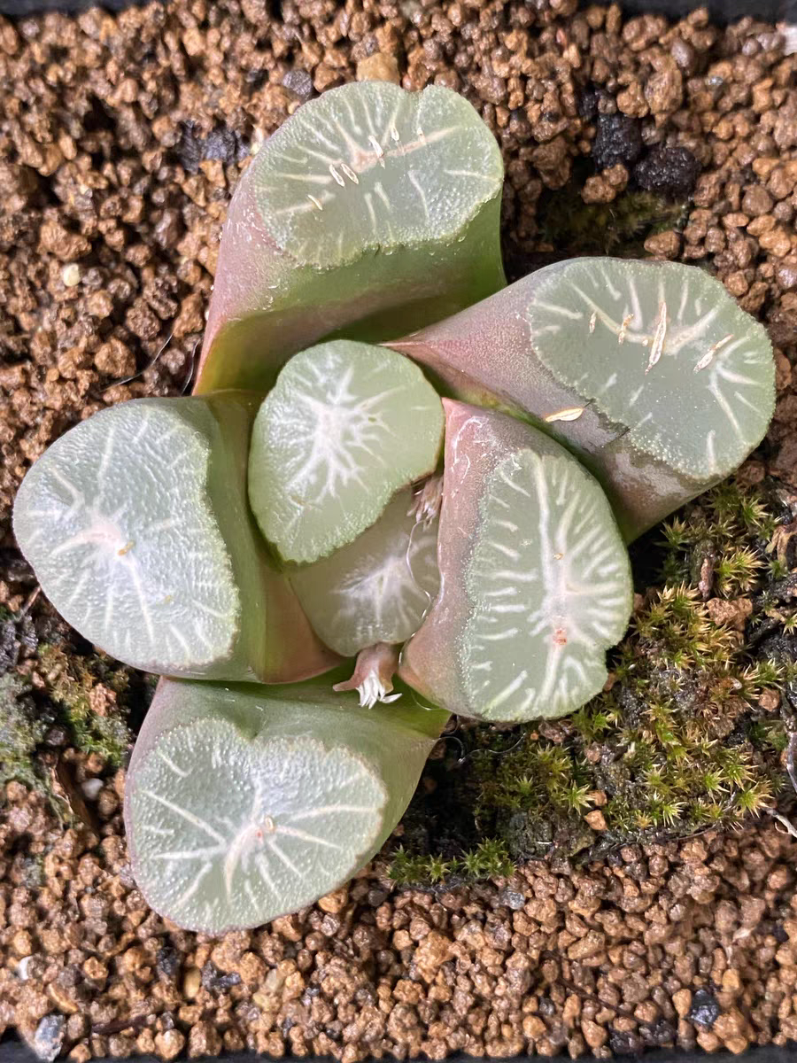 bjbm32.Haworthia maughanii Halda Yukiguni 4-5cm / Haworthia/ Succulent plants / Garden landscape / Carefully select healthy plants