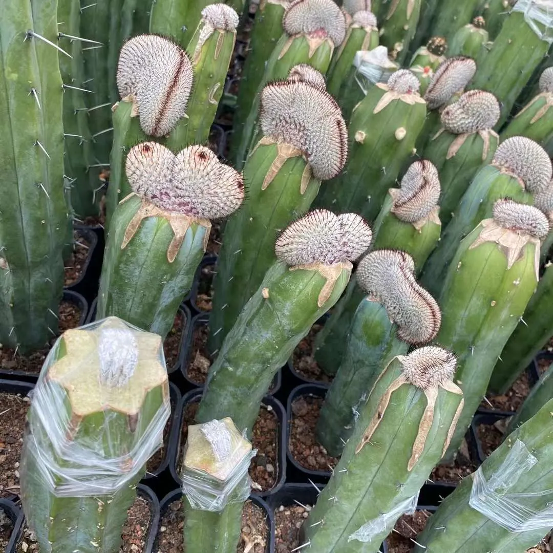 plant Aeonium Echeveria Haworthia  Caudex  Lithops Cactus  Agave 