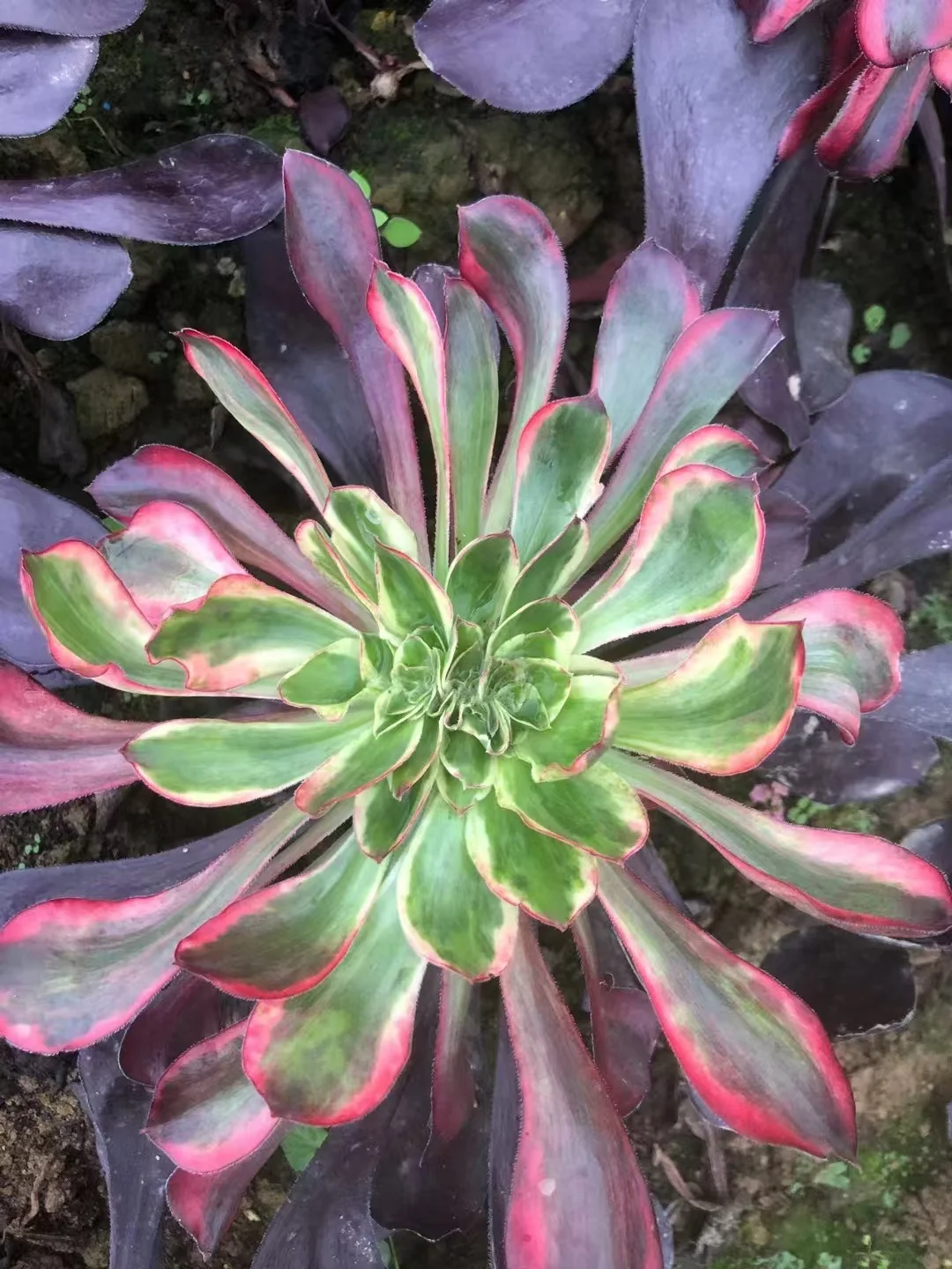 plant Aeonium Echeveria Haworthia  Caudex  Lithops Cactus  Agave 