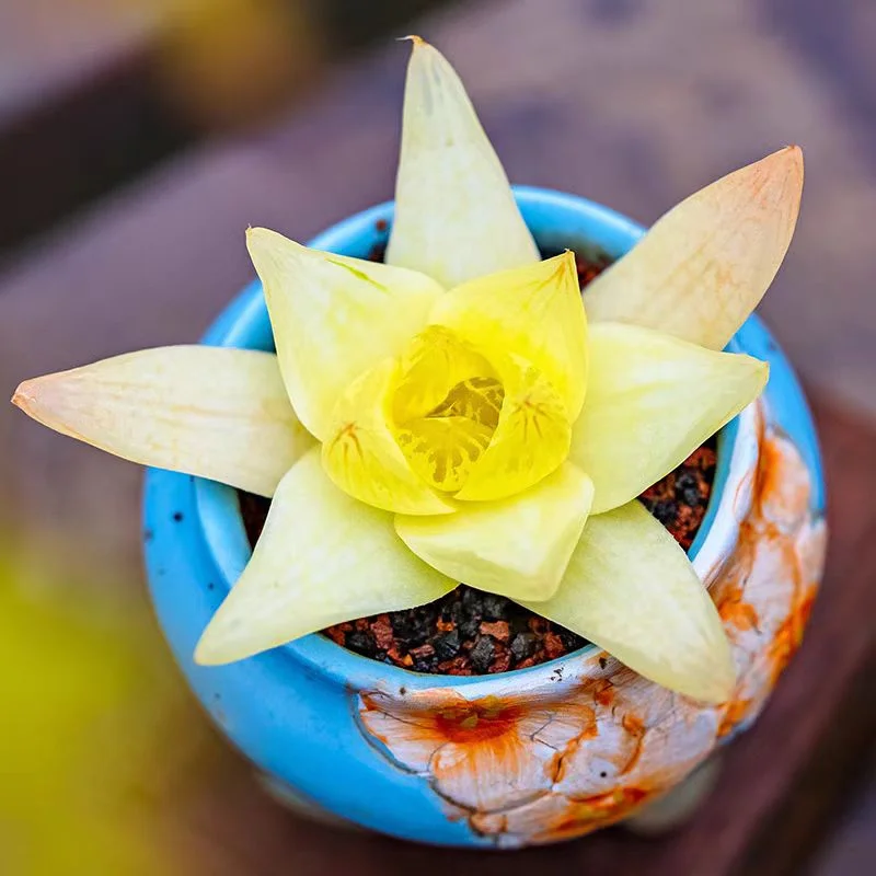 drc4.Haworthia Xantha gold 3-4cm/ Haworthia / Succulent plants / Garden landscape / Carefully select healthy plants