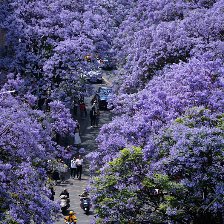 Jacaranda Flower Seeds💜Nature's Elegance