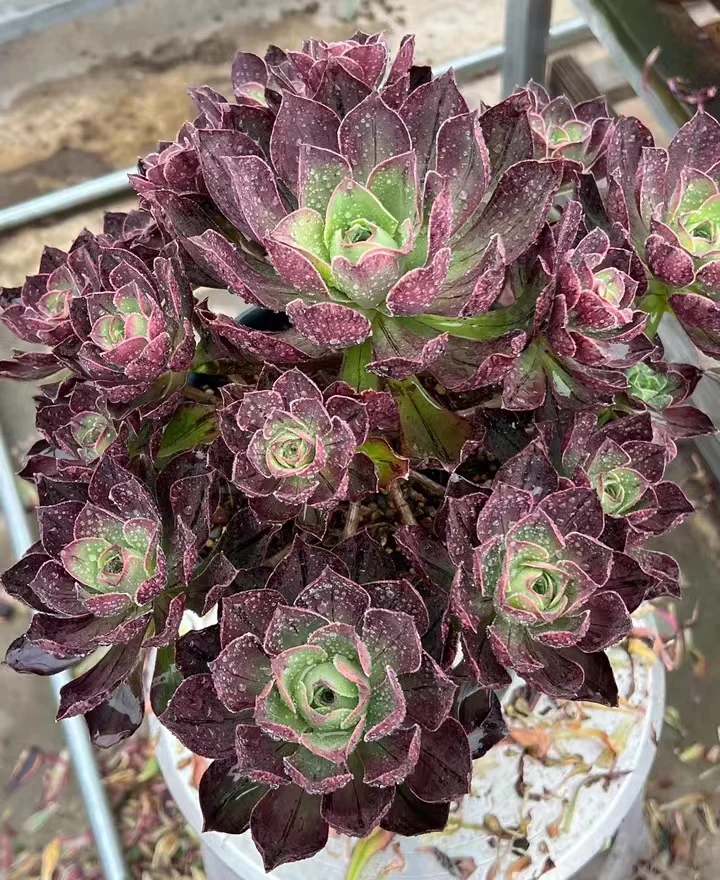 plant Aeonium Echeveria Haworthia  Caudex  Lithops Cactus  Agave 