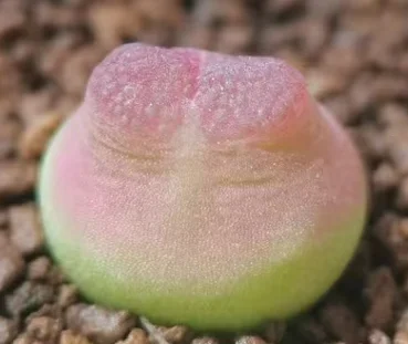 plant Aeonium Echeveria Haworthia  Caudex  Lithops Cactus  Agave 