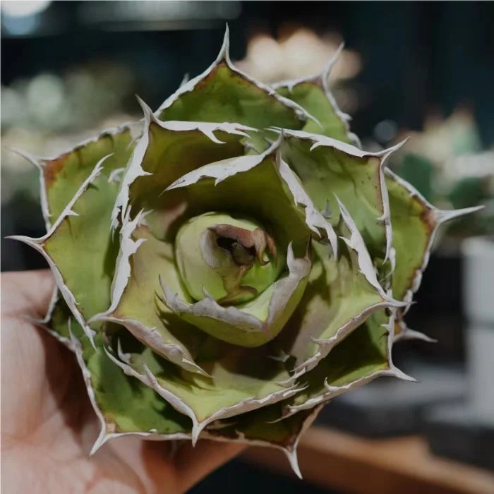 plant Aeonium Echeveria Haworthia  Caudex  Lithops Cactus  Agave 