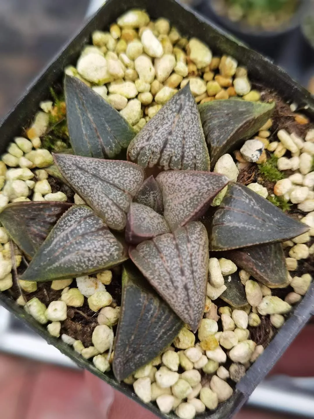 891.   Sedum palmeri  4-5cm  / Haworthia/ Succulent plants / Garden landscape / Carefully select healthy plants