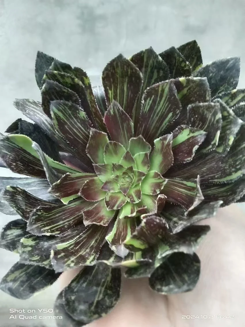 1048.  Aeonium arboreum'zwartkop'  var single head and cutting/Aeonium single head and cutting/Aeonium plants/Succulent plants / Garden landscape / Carefully select healthy plants