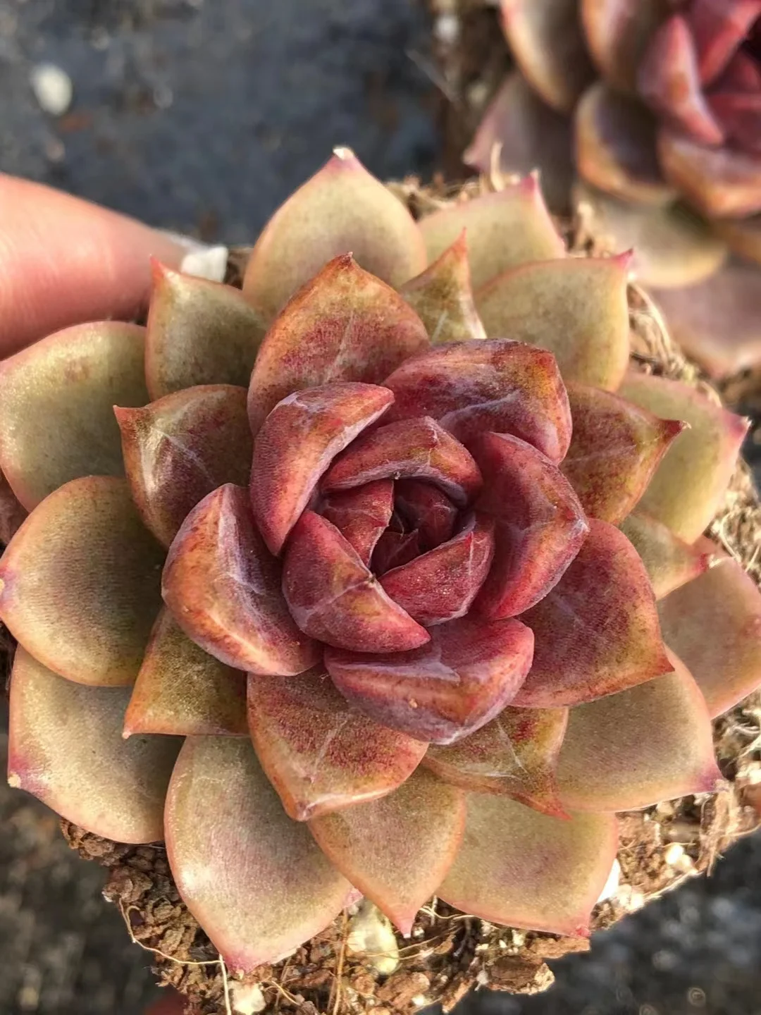 plant Aeonium Echeveria Haworthia  Caudex  Lithops Cactus  Agave 