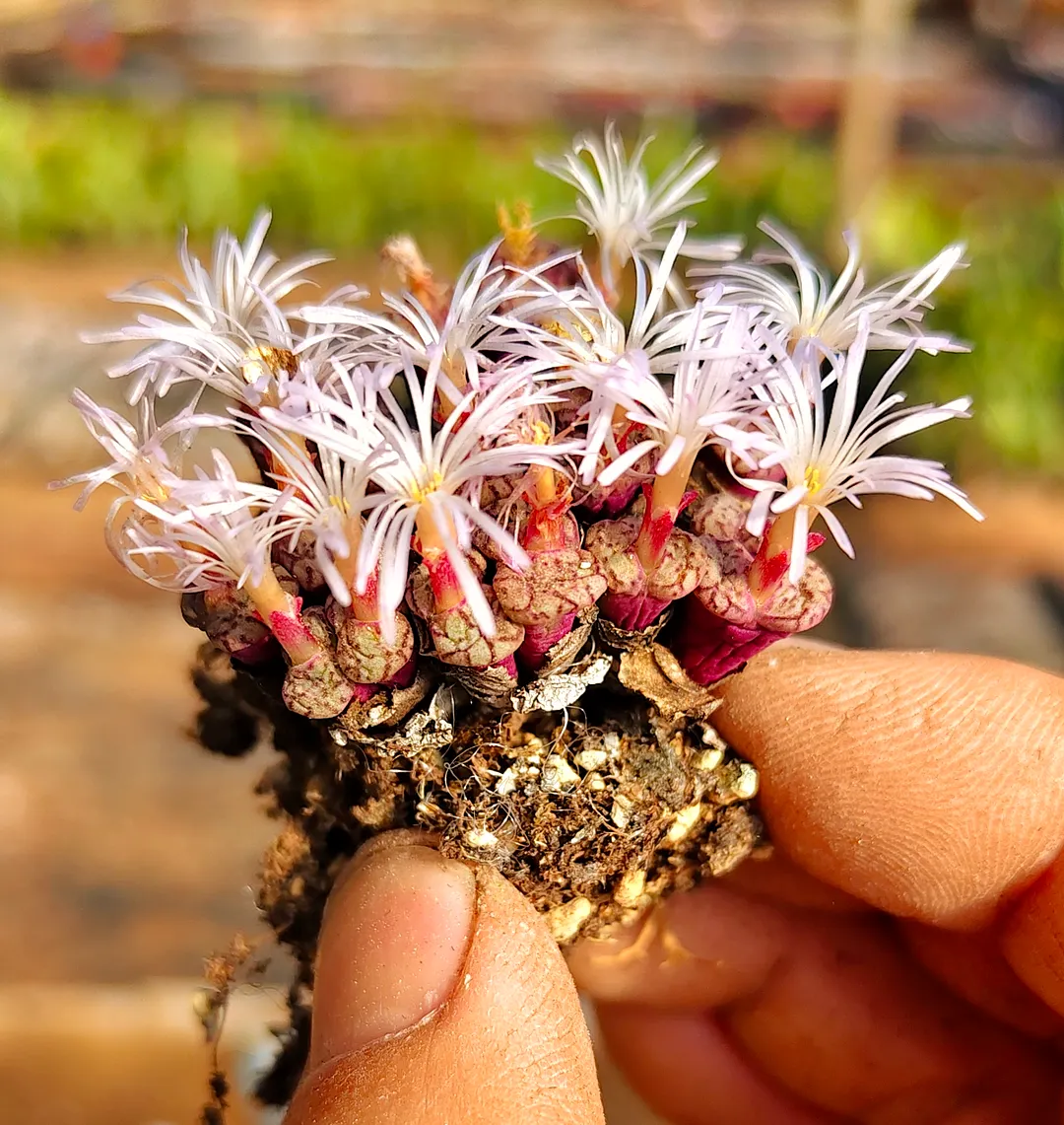 plant Aeonium Echeveria Haworthia  Caudex  Lithops Cactus  Agave 