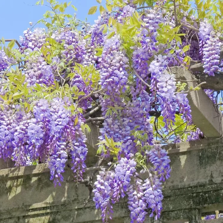 Wisteria Flower Seeds Nature's Purple Elegance