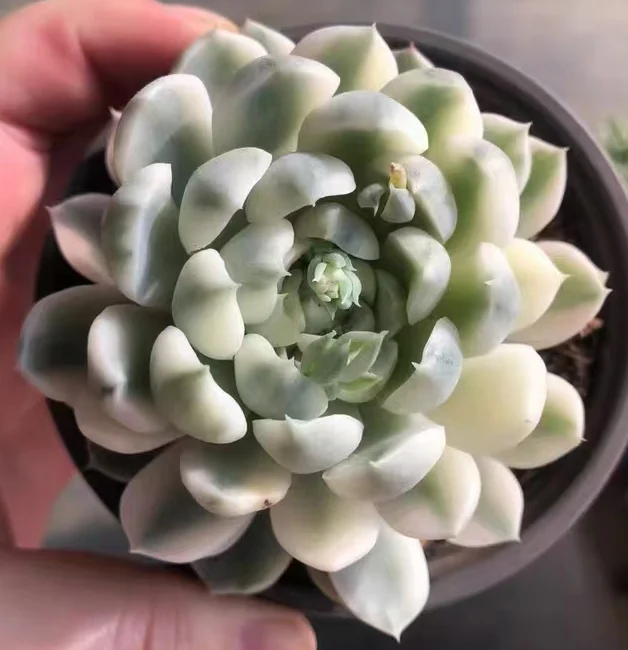 plant Aeonium Echeveria Haworthia  Caudex  Lithops Cactus  Agave 