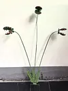 Metal Carnivorous Plant Garden Stake Weatherproof Large Venus Flytrap Plant Sculpture Rust Proof Painted Carnivorous Plants Garden Stake For Outdoor Gardens And Courtyards