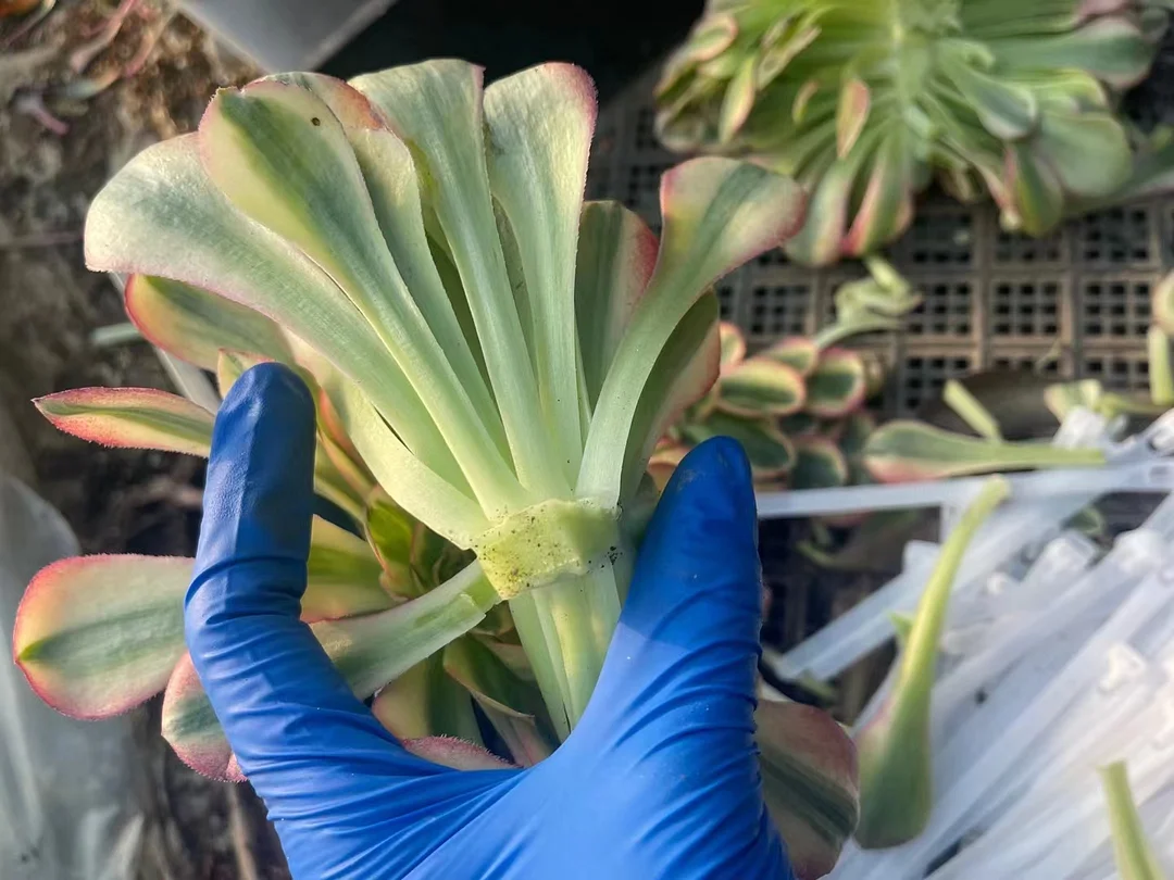 plant Aeonium Echeveria Haworthia  Caudex  Lithops Cactus  Agave 