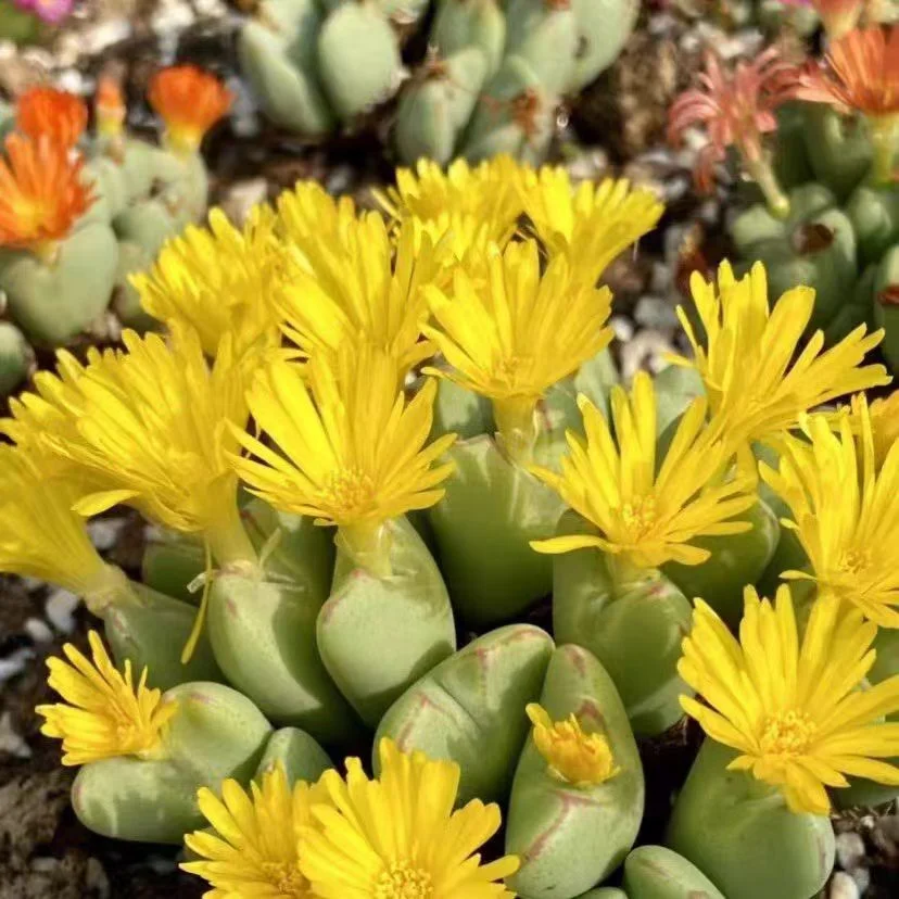 844. Bilobum cluster three colors randomly shipped / Lithops and Conophytum  /  Succulent plants / Garden landscape / Carefully select healthy plants