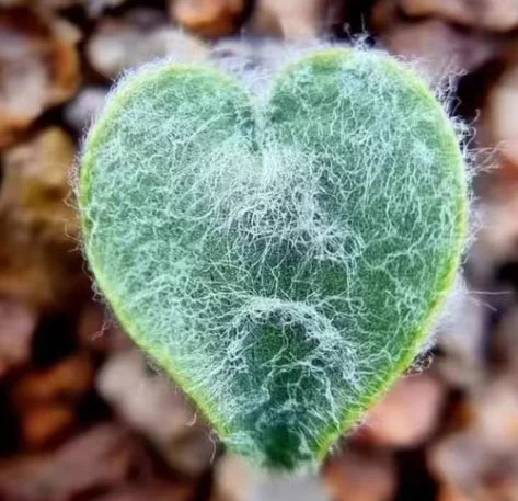 plant Aeonium Echeveria Haworthia  Caudex  Lithops Cactus  Agave 