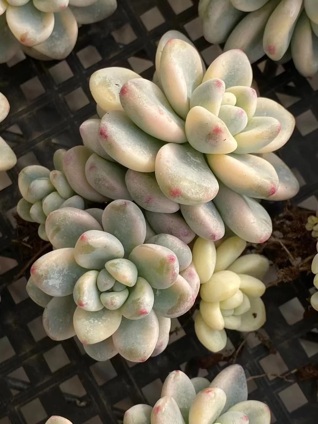 513.Echeveria Sedum clavatum var. cluster 5-6cm/Echeveria/ Succulent plants / Garden landscape / Carefully select healthy plants