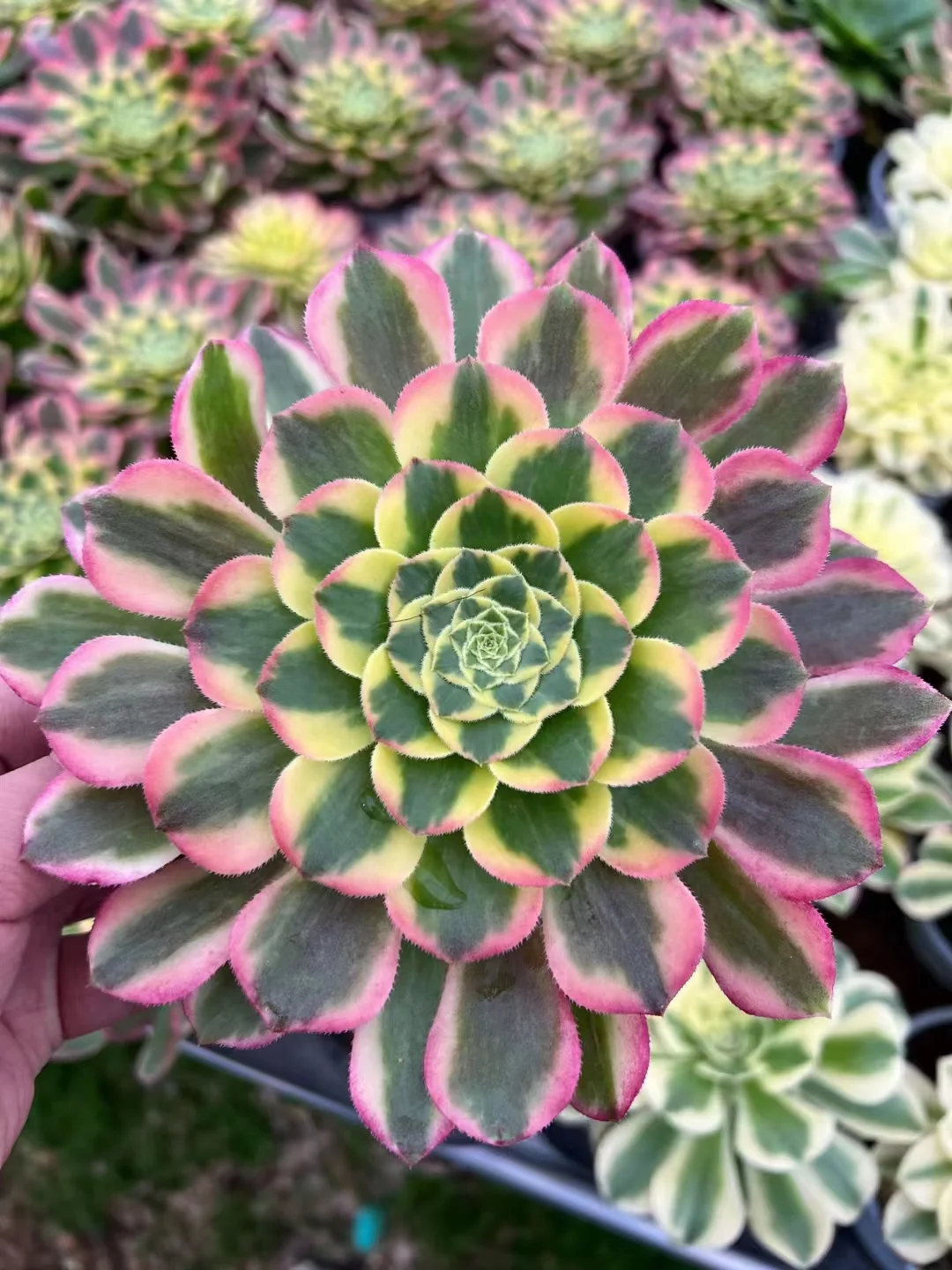 plant Aeonium Echeveria Haworthia  Caudex  Lithops Cactus  Agave 