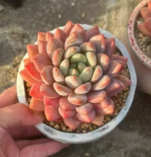 plant Aeonium Echeveria Haworthia  Caudex  Lithops Cactus  Agave 