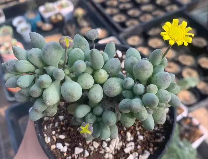 plant Aeonium Echeveria Haworthia  Caudex  Lithops Cactus  Agave 