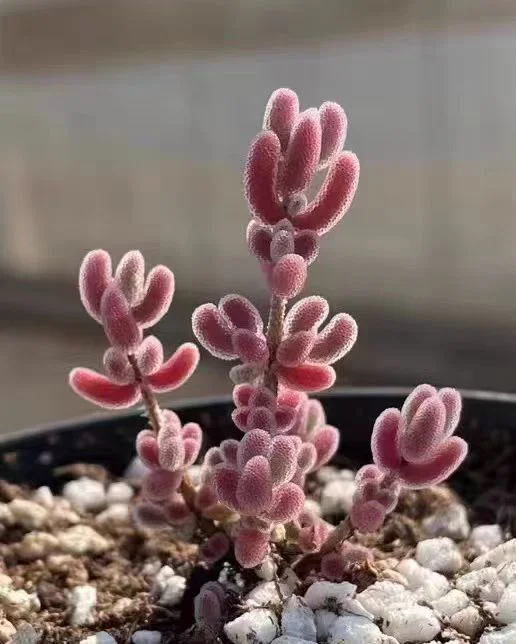 848.   Drosanthemum sp SB1410Samoep 10cm height cluster/ Lithops and Conophytum  /  Succulent plants / Garden landscape / Carefully select healthy plants