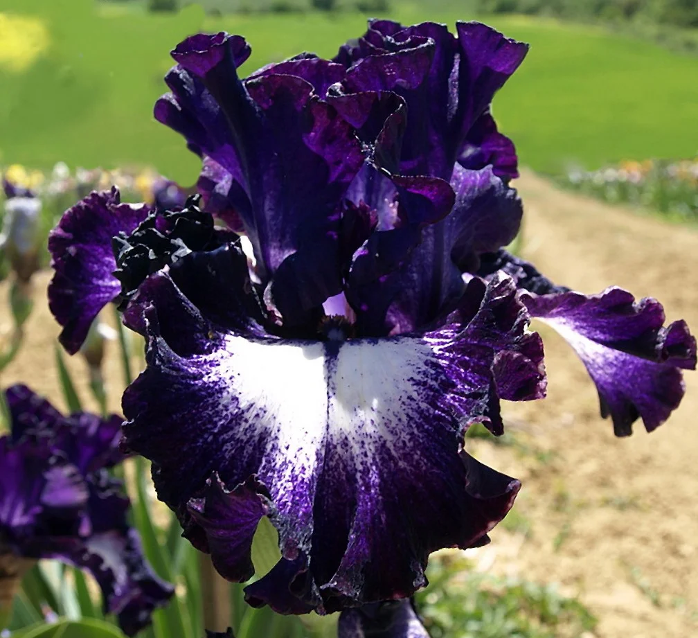 The Starry Night-Rare Iris Bulbs⚜️