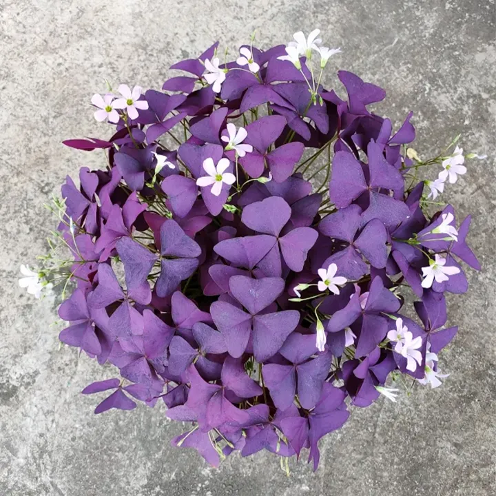 Oxalis Triangularis Purple Shamrock Good Luck Plant