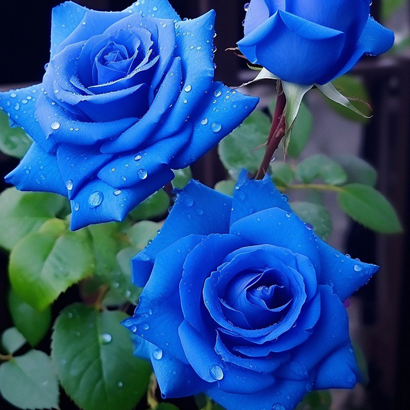 Rare Klein Blue Fairy Rose Seeds