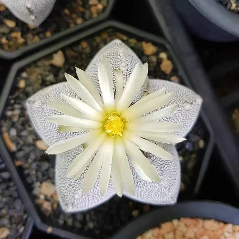 plant Aeonium Echeveria Haworthia  Caudex  Lithops Cactus  Agave 