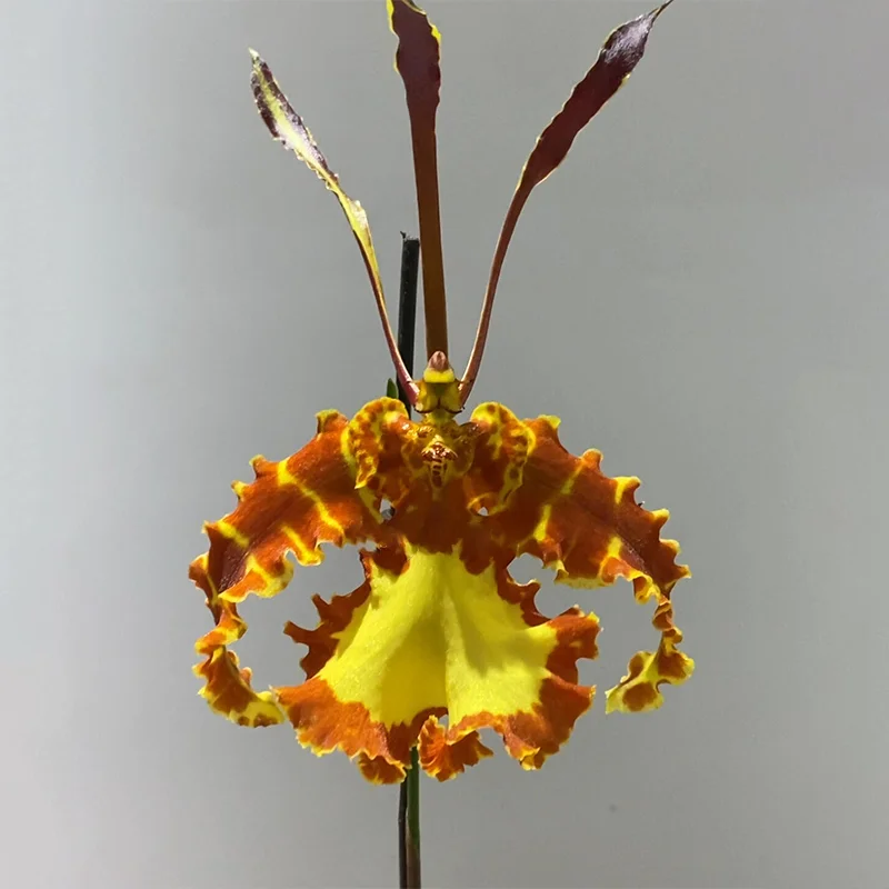 🔥🔥🔥Amazing plants! Monkey Orchid🙉 Monkey King