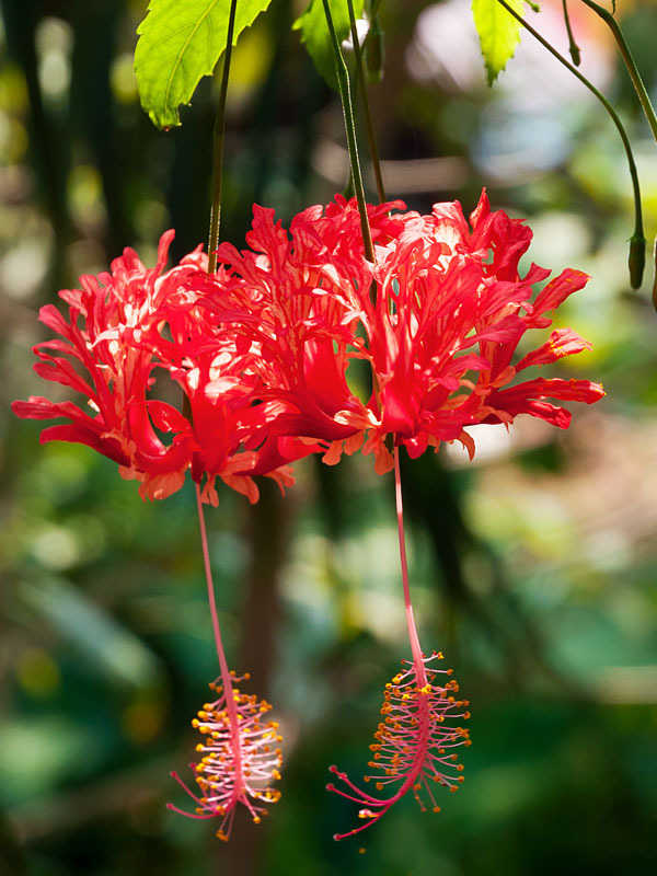 ❤️Pendant Coral Fringed Hibiscus Flower Seed Jonyparkseed®